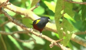 Observer les oiseaux: la nouvelle tendance au Brésil