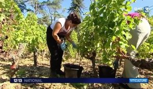 La France redevient premier producteur de vin au monde