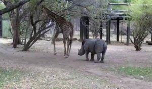Agacée par un rhinocéros, une girafe met les choses au point