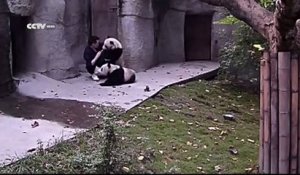 Mignon -  deux pandas ne veulent pas prendre leurs médicaments