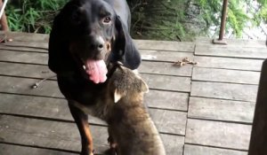 Un raton laveur joue avec un chien