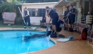 Cheval secouru par les pompiers dans une piscine
