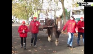 VIDEO. Un cheval de trait de 900 kg dans les rues de Tours
