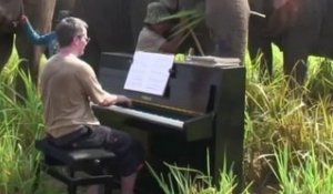 Un pianiste joue du Beethoven dans une réserve d'éléphants