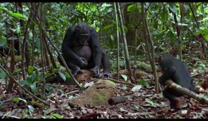 Chimpanzés - Extrait (2) VF