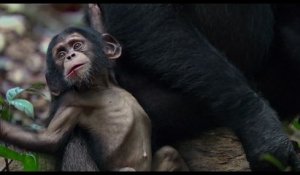 Chimpanzés - Extrait VF