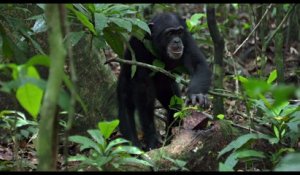 Chimpanzés - Extrait (3) VF