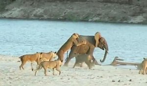 Un éléphanteau survit à l'attaque d'une meute de lionnes