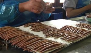La pénurie d'anchois menace les saleurs de Collioure