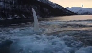 6 baleines à bosses font surface devant deux hommes