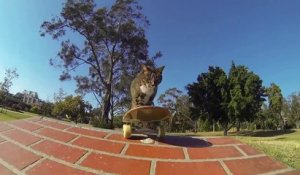 Didga le chat en skate