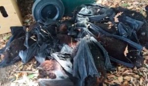 Des milliers de chauves-souris retrouvées mortes en Australie
