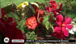 La palette de fleurissement du Jardin des plantes de Nantes - La chronique botanique de Romaric
