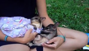 La rencontre entre deux kangourous : l'amour au premier regard !