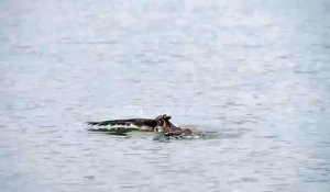 Un hibou nage dans un lac