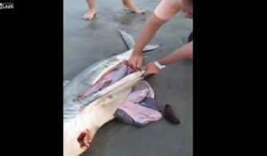 Quelque chose bougeait dans le ventre de ce requin mort : en l'ouvrant, c'est la grosse surprise !