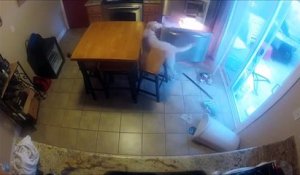 Un chien filmé en train de piquer dans le frigo