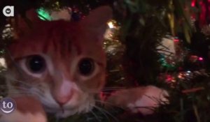 Cats hate Christmas Trees - Hilarious angry cats compilation
