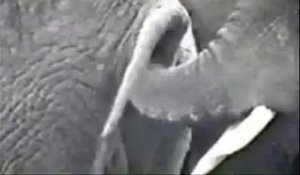 Cet éléphant a des gouts spéciaux
