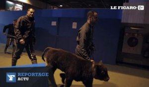 Salon de l'agriculture : "Nos animaux perdent 40 kilos en 10 jours"