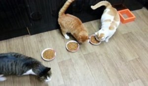 Ce chat ne veut pas du tout partager sa nourriture