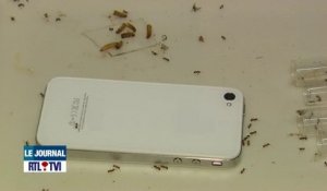 Effets nocifs du téléphone portable sur les fourmis