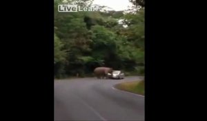 Un Éléphant amoureux d'une voiture fini par l'écraser!