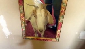 inception goat discovers self in mirror