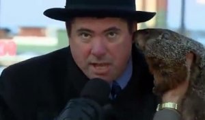 Une marmotte mord l'oreille du maire de la ville Sun Prairie!