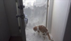 Un chat déblaie la neige