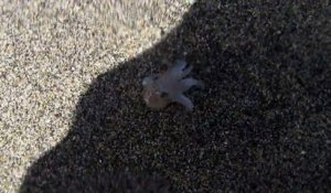 Baby octopus walking on the beach