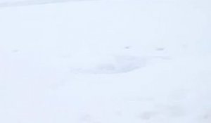 Un chien déblaye la neige sur une patinoire