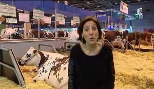 Les vaches normandes stars du salon de l'agriculture 2015