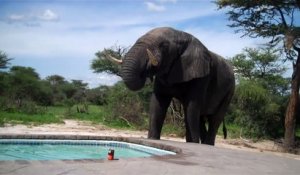 Un éléphant vient boire dans une piscine pendant que le proprio nage...