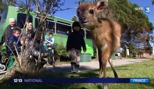 La nurserie du zoo d'Asson est remplie de bébés animaux