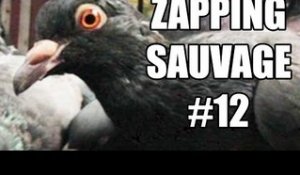 Un pigeon malin prend le métro pour faire ses courses - ZS n°12