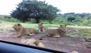Surprise pour ces touristes qui observe les lions de près