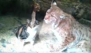 Un chat et un lynx inséparables dans un zoo