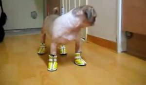 Comment marche votre chien quand vous lui mettez des chaussures?