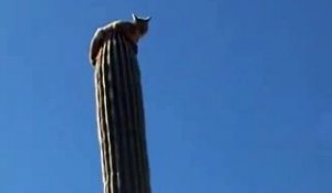 Un lynx perché sur le haut d'un cactus