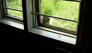 Le Chat Qui Attaque Un Ours Des Montagnes Sur Orange Videos