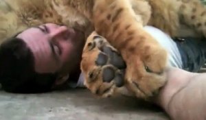 Qui a dit que le lion était un animal violent...