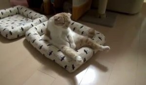 Un gros chat à la posture très humaine