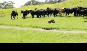 Les vaches sont elles un race d'animaux joueuses?