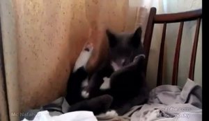 Un petit chat qui joue avec son minou