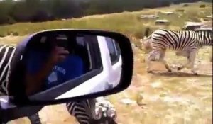 Un zèbre crie dans la voiture en voyant les humains