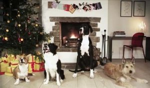 Quatre chiens chantent Joyeux Noël. Magnifique!!!