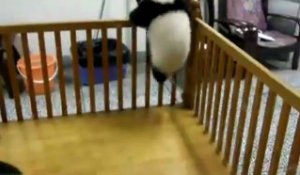 Un bébé Panda essaye de retrouver sa liberté