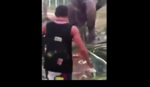 L'éléphant qui ne voulait pas jouer