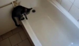 Un petit chat qui n'aimait pas le bain